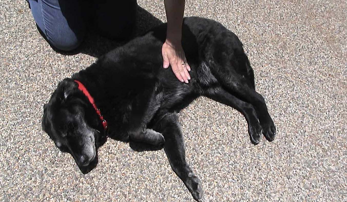 Reviving a Fainting Pet: 4 Essential Steps for Emergency Response