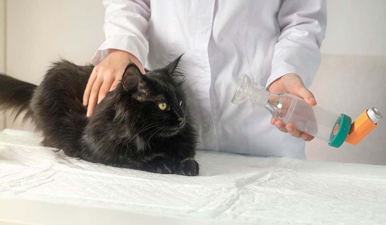 Deciphering Feline Asthma: Symptoms, Triggers, and Treatment Expenses