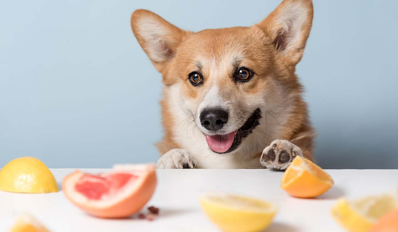 Decoding Fruits for Dogs: What’s Safe and What’s Off-Limits