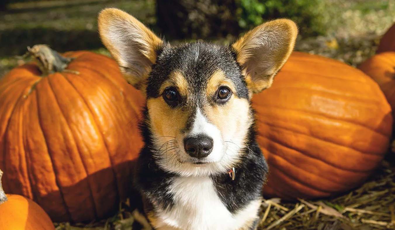 Pumpkin Power: A Miracle Remedy for Pet Digestive Woes