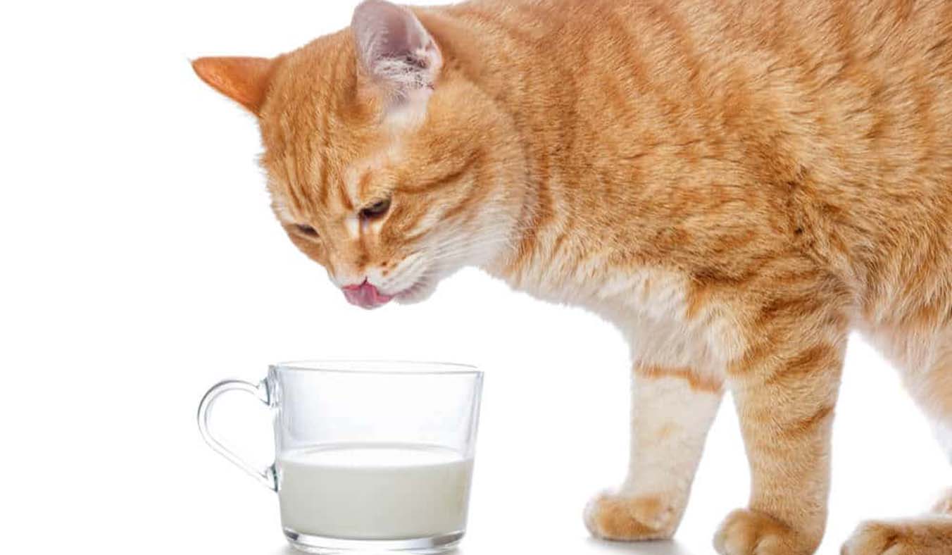 Navigating Cats and Milk: Essential Facts Every Owner Should Know