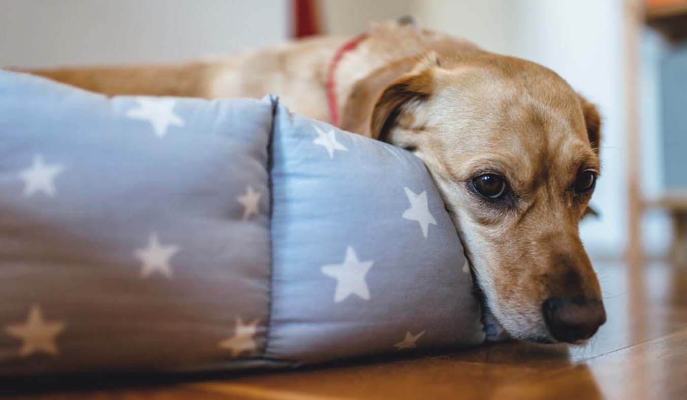 Exploring Canine Pain Relief Options: Safe Solutions for Alleviating Dog Pain