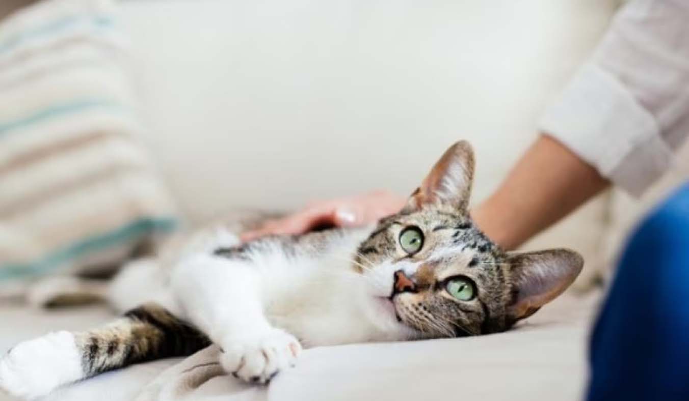 Understanding and Addressing Cat Constipation: Causes, Symptoms, and Treatment Options