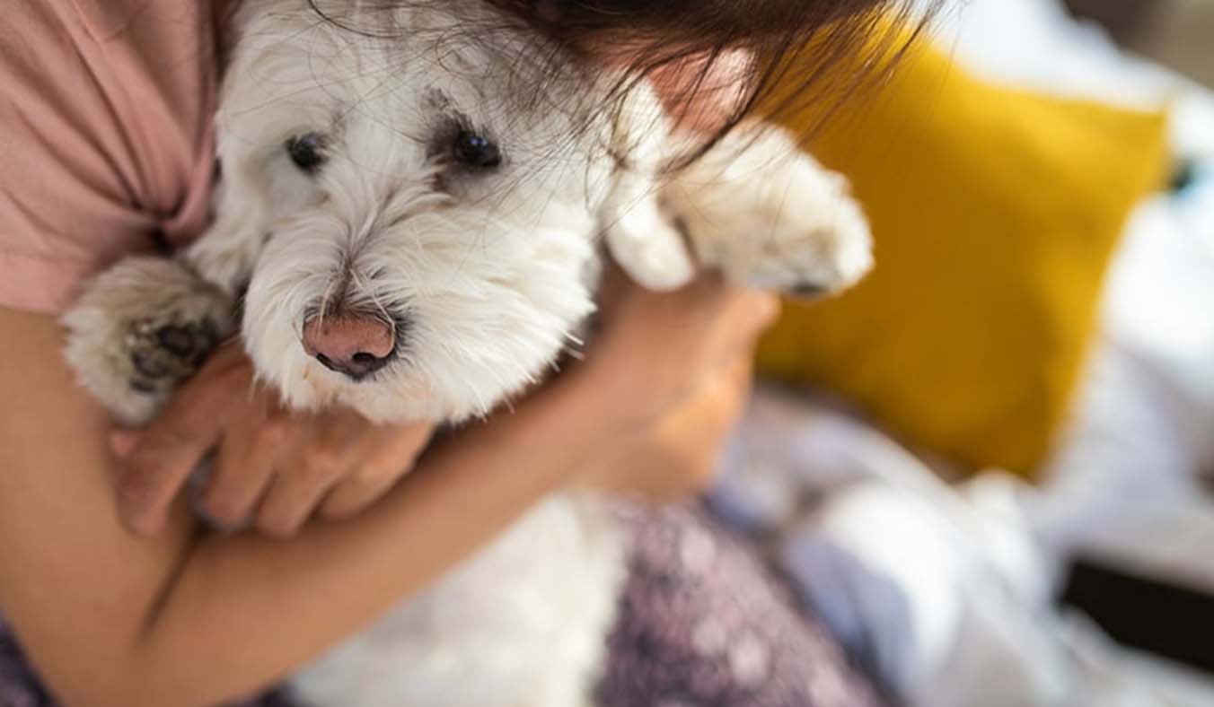 The Toll of Stress and Anxiety on Puppies’ Well-Being