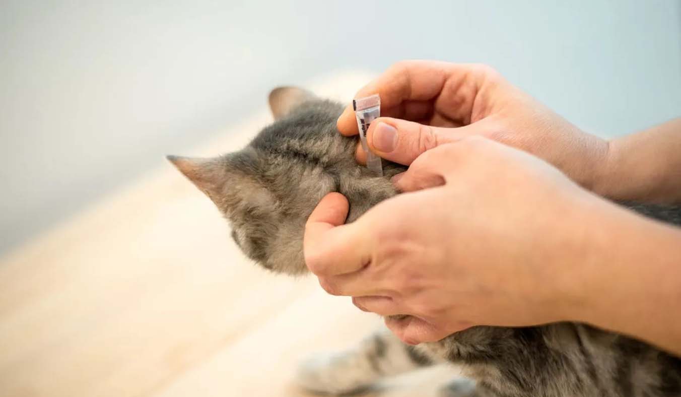 Ensuring Safe and Effective Flea Removal for Kittens