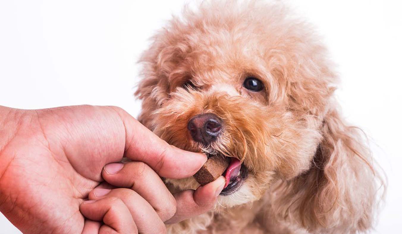 Puppy Deworming Guide: A Comprehensive Overview for Pet Owners