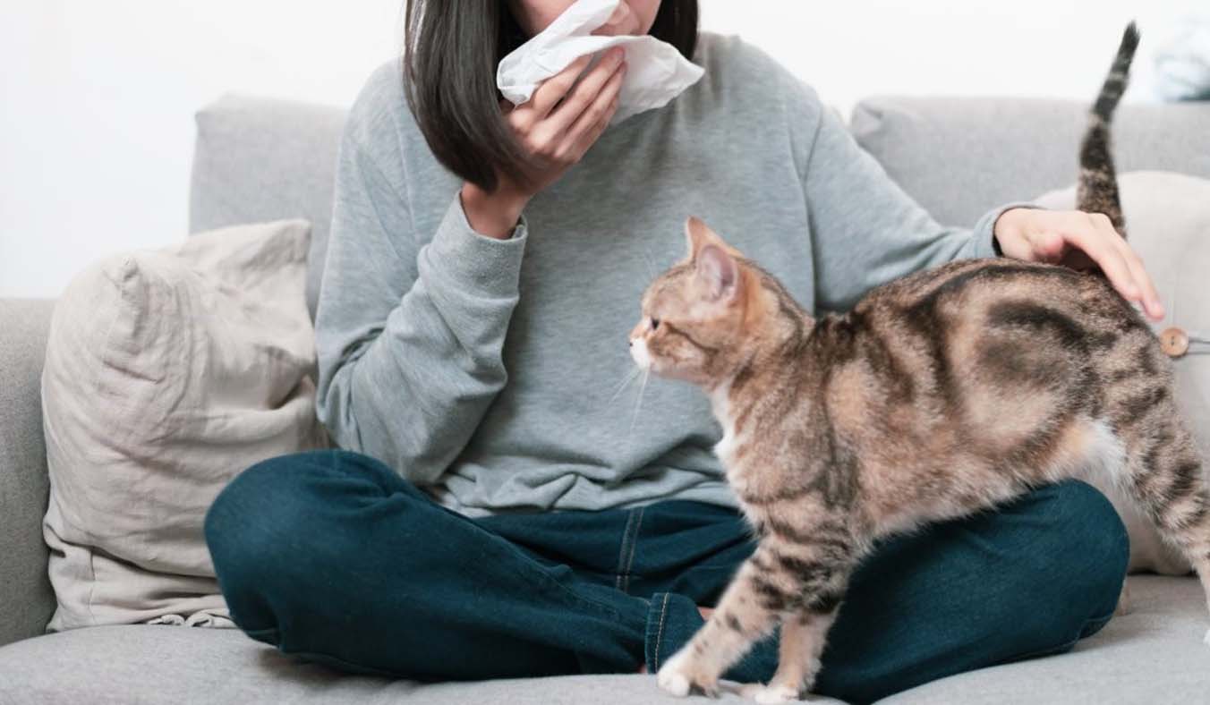 Understanding Cat Allergies: Origins and Remedies