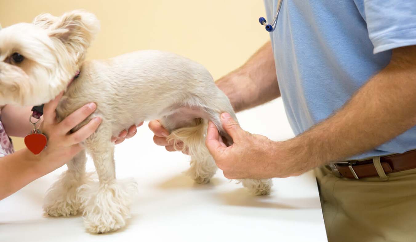 Unveiling Canine Patellar Luxation: Symptoms, Surgical Expenses, and Beyond