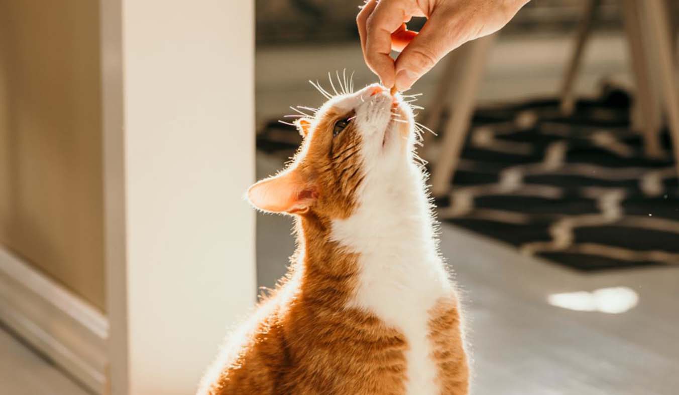 Deworming Guidelines: Understanding Feline Heartworms – Causes, Symptoms, and Treatment Expenses