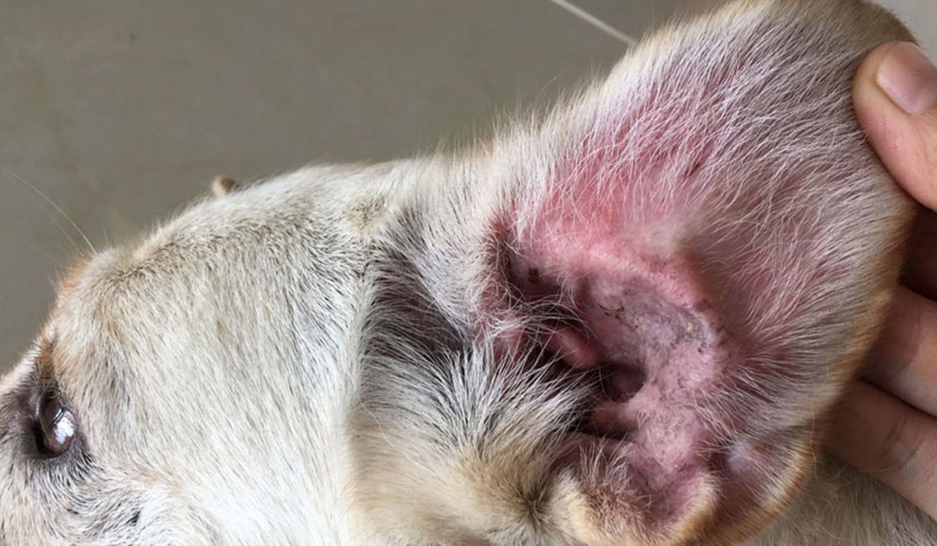 Deciphering Canine Ear Infections: Triggers, Signs, and Remedies