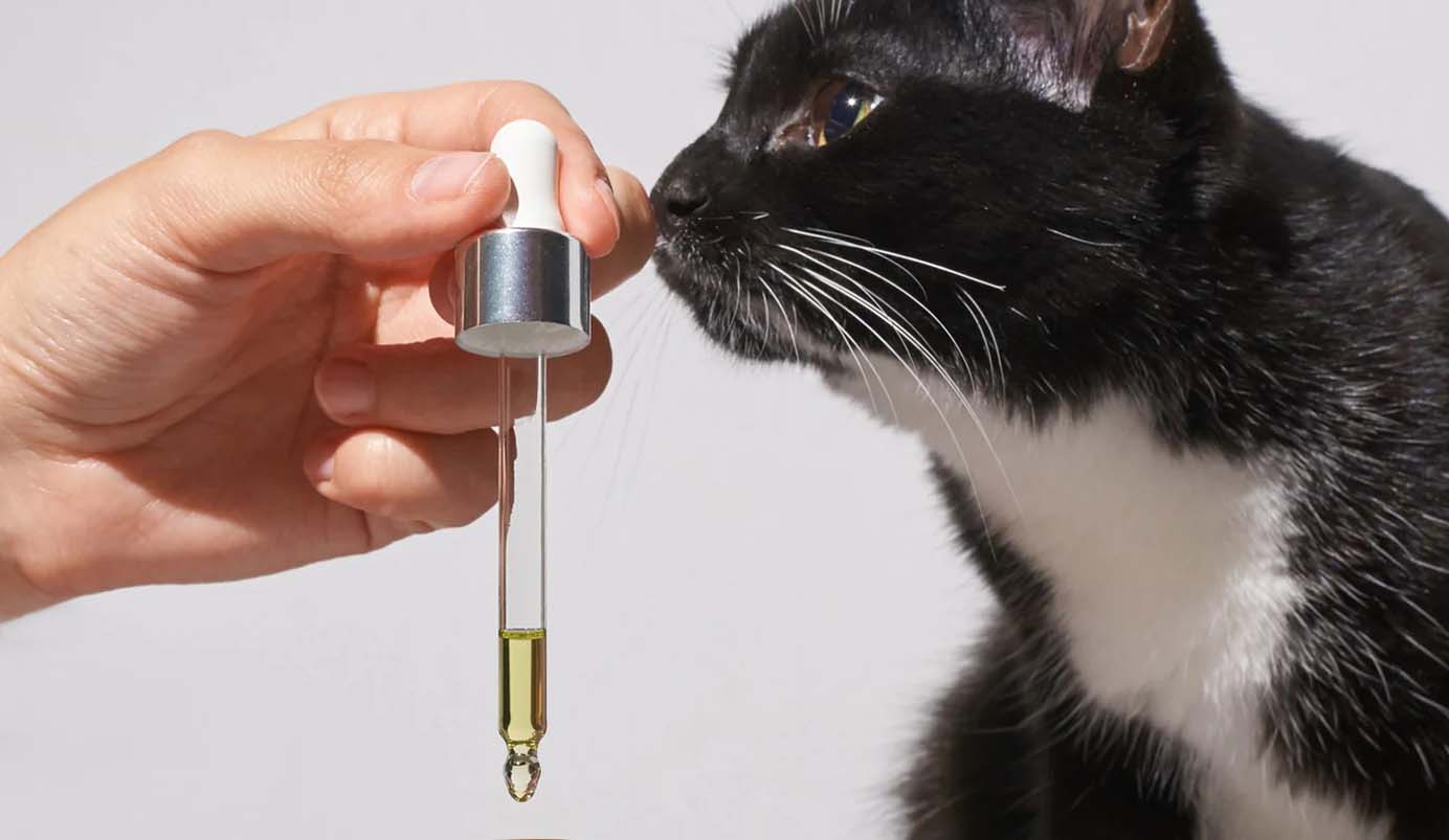 Everything You Need to Know About Your Pet’s Immunity