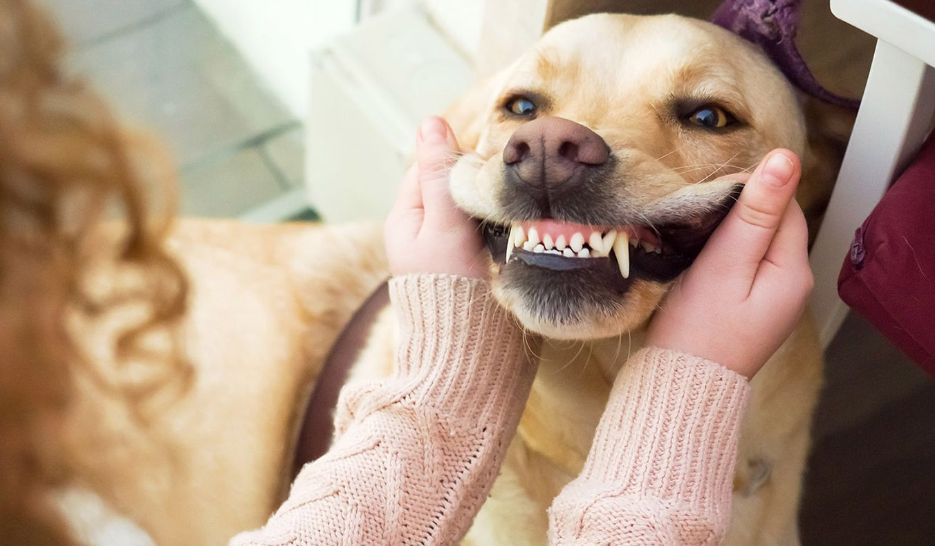 How to Care for Your Pet’s Teeth: A Comprehensive Guide