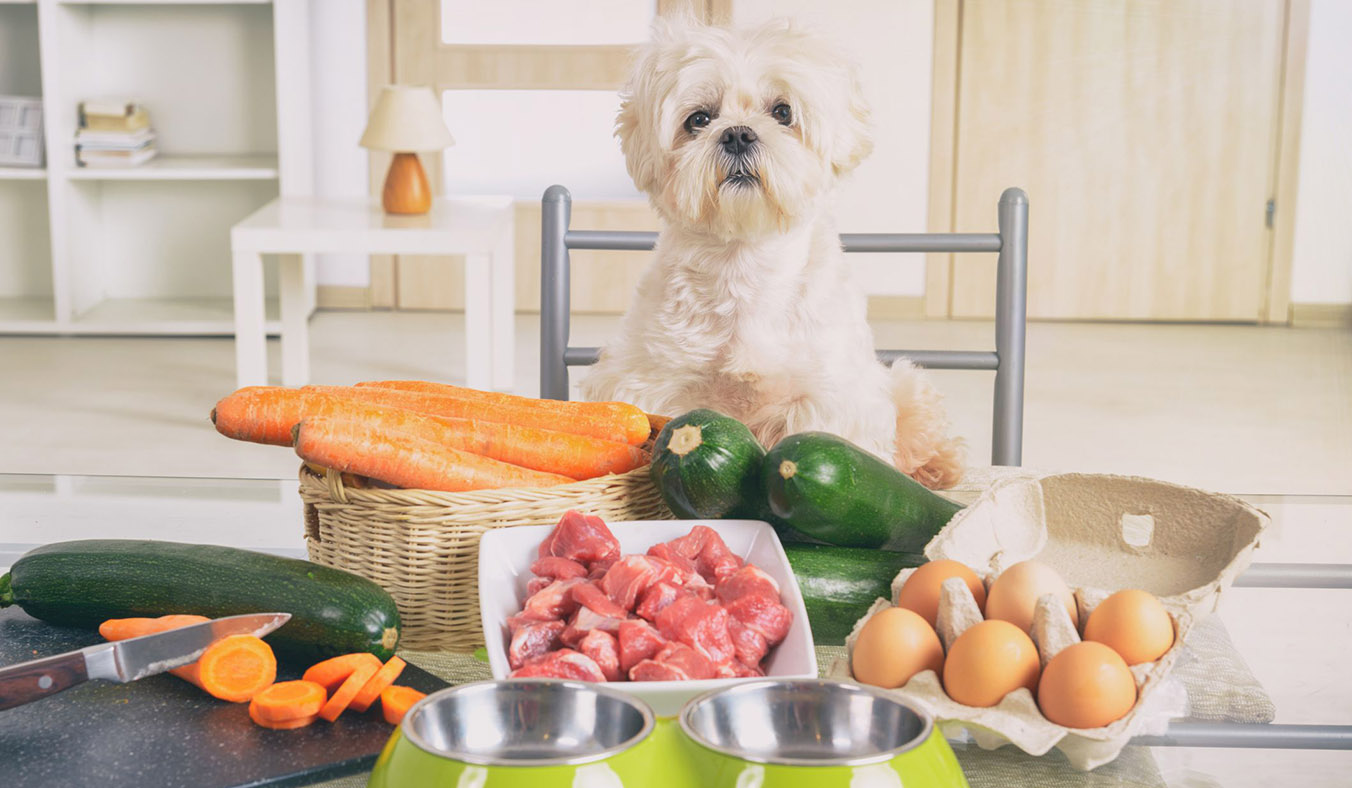 How to Feed Your Dog Without Kibble: A Comprehensive Guide