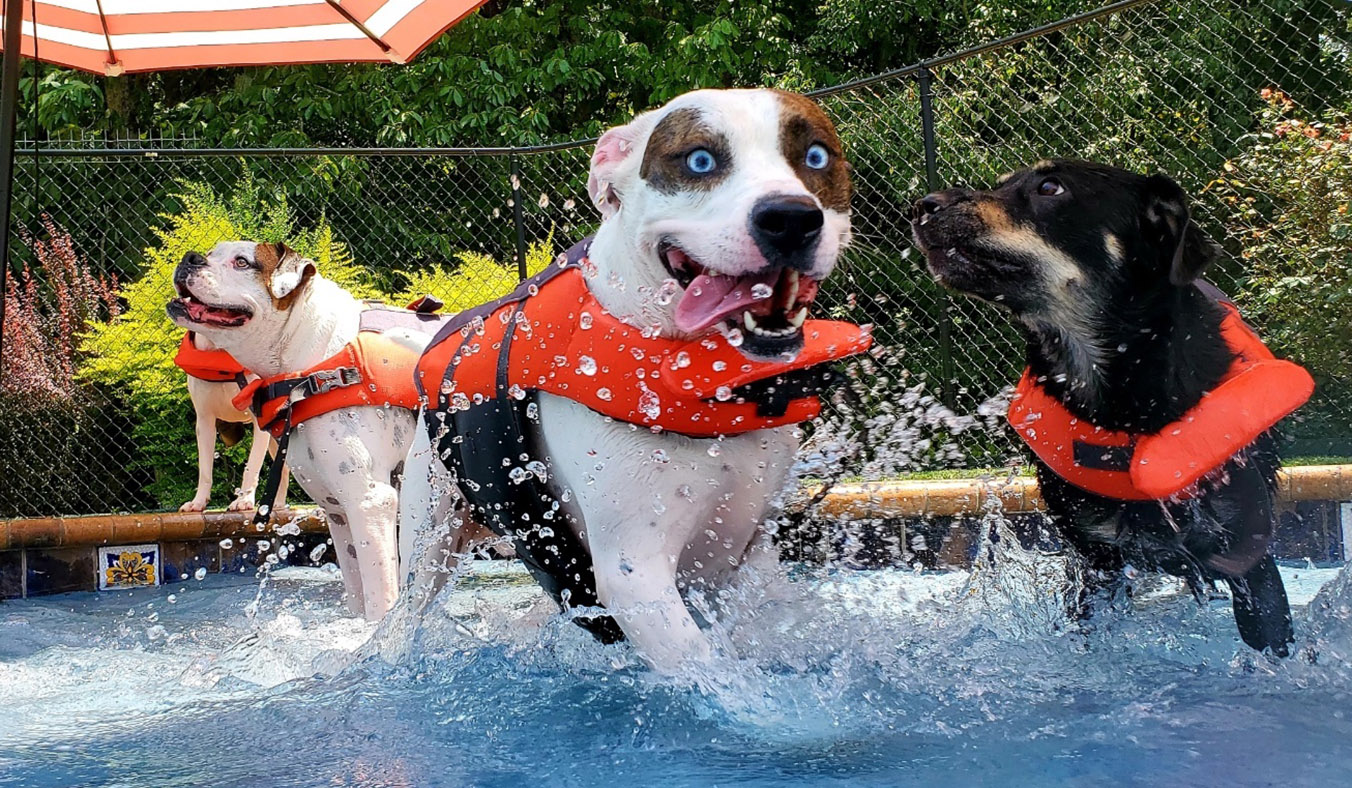 How to play with your dog in summer? Ideas for safe activities for your dog in warm weather