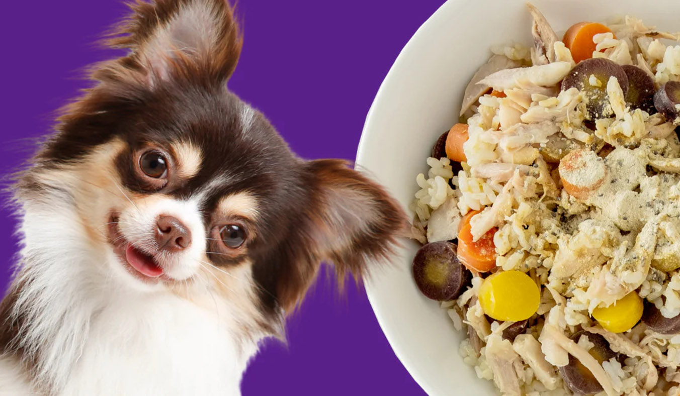 Nutritious and Gluten-Free Options: The Benefits of Rice and Pasta for Dogs