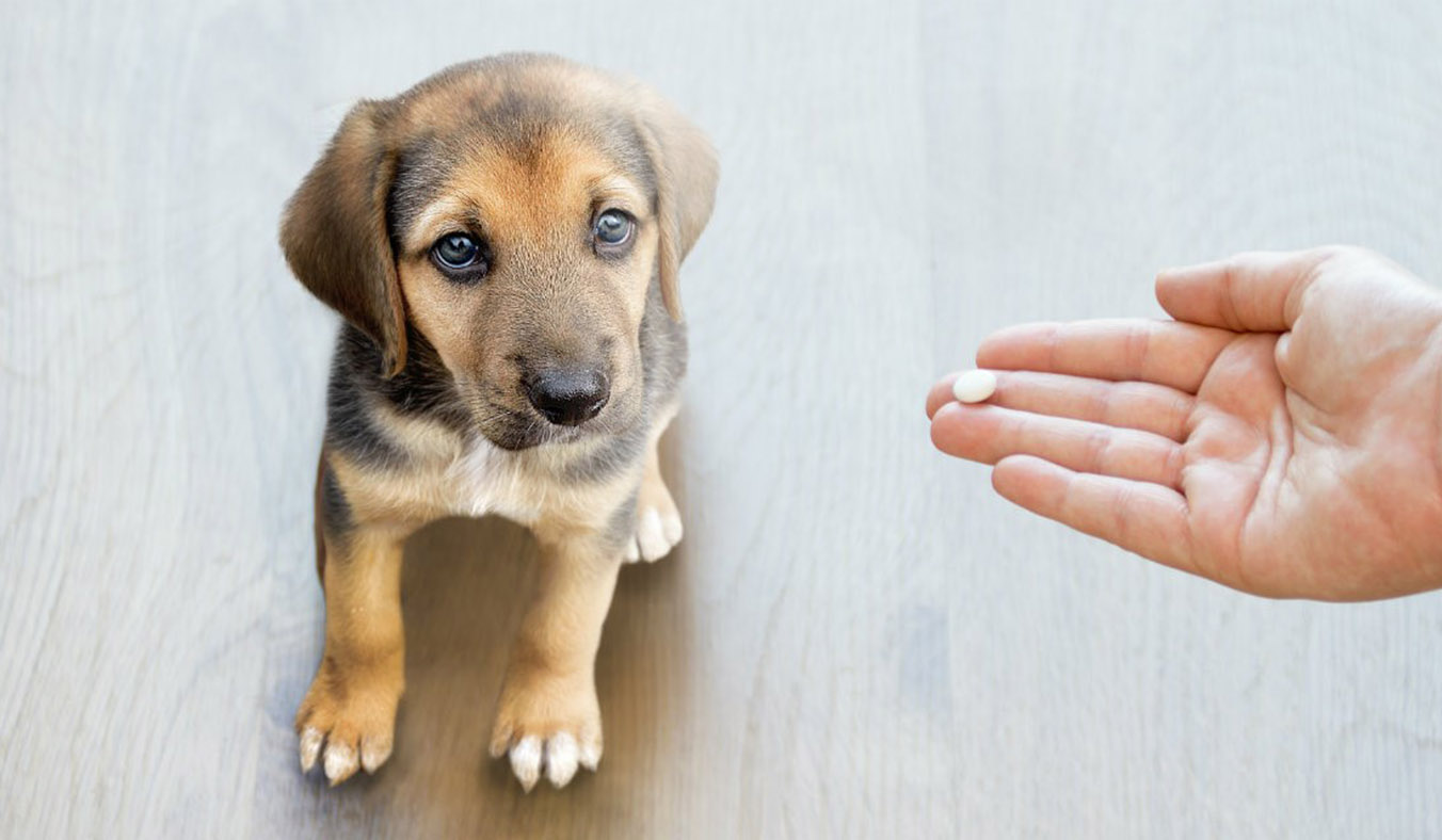 Puppy Deworming: 7 Essential Tips You Need to Know