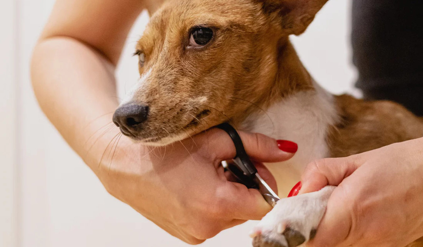 The Essential Guide to Grooming Your Dog’s Nails Safely