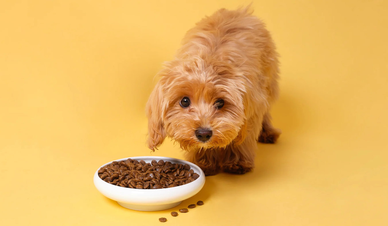 The Ultimate Guide to Therapeutic Dog Food for Sensitive Dogs: Enhance Your Pet’s Health