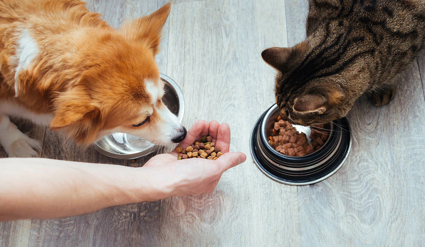 Allergies in Dogs and Cats: Causes, Symptoms, and Management