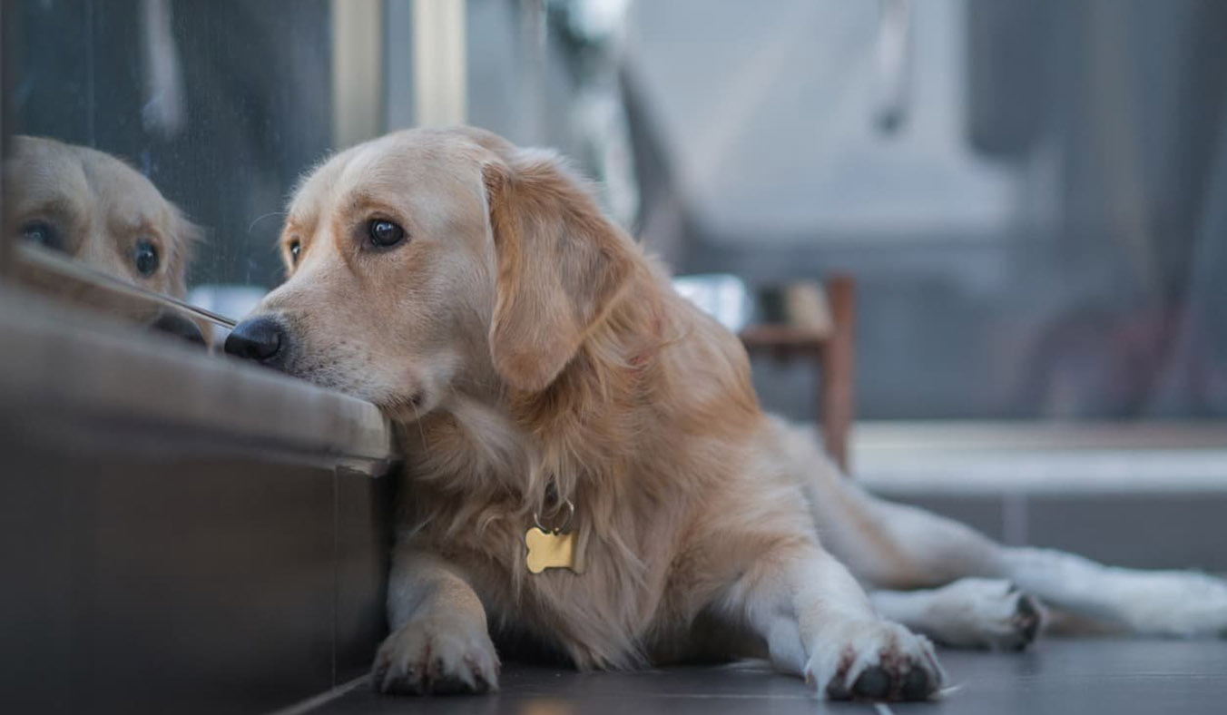 Depression in Dogs – Symptoms, Causes, and Treatments