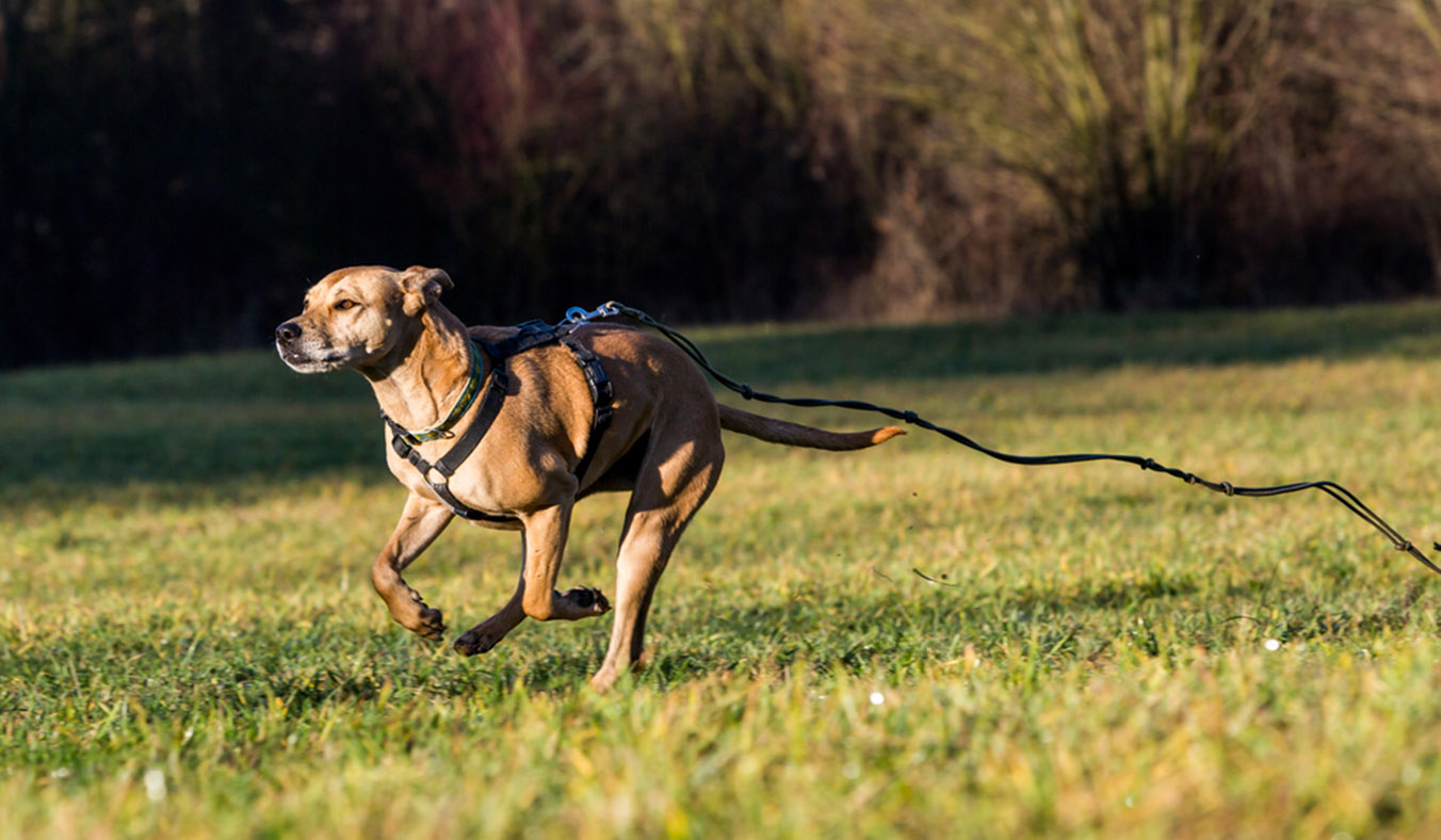 Why Do Dogs Run Away and How to Prevent It?