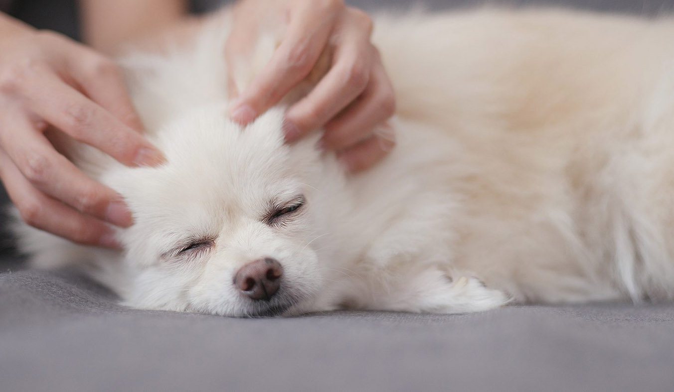Basic Principles of Canine Physiotherapy: Learning Relaxation and Calming Massage for Your Dog