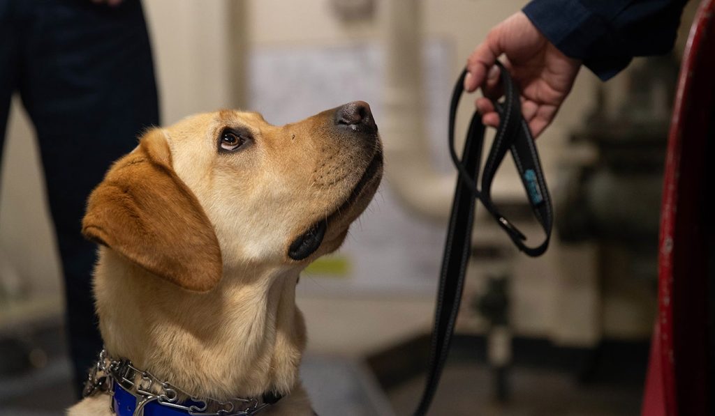 Qualities and Role of Guide Dogs: How They Assist Their Owners – Petfaqs