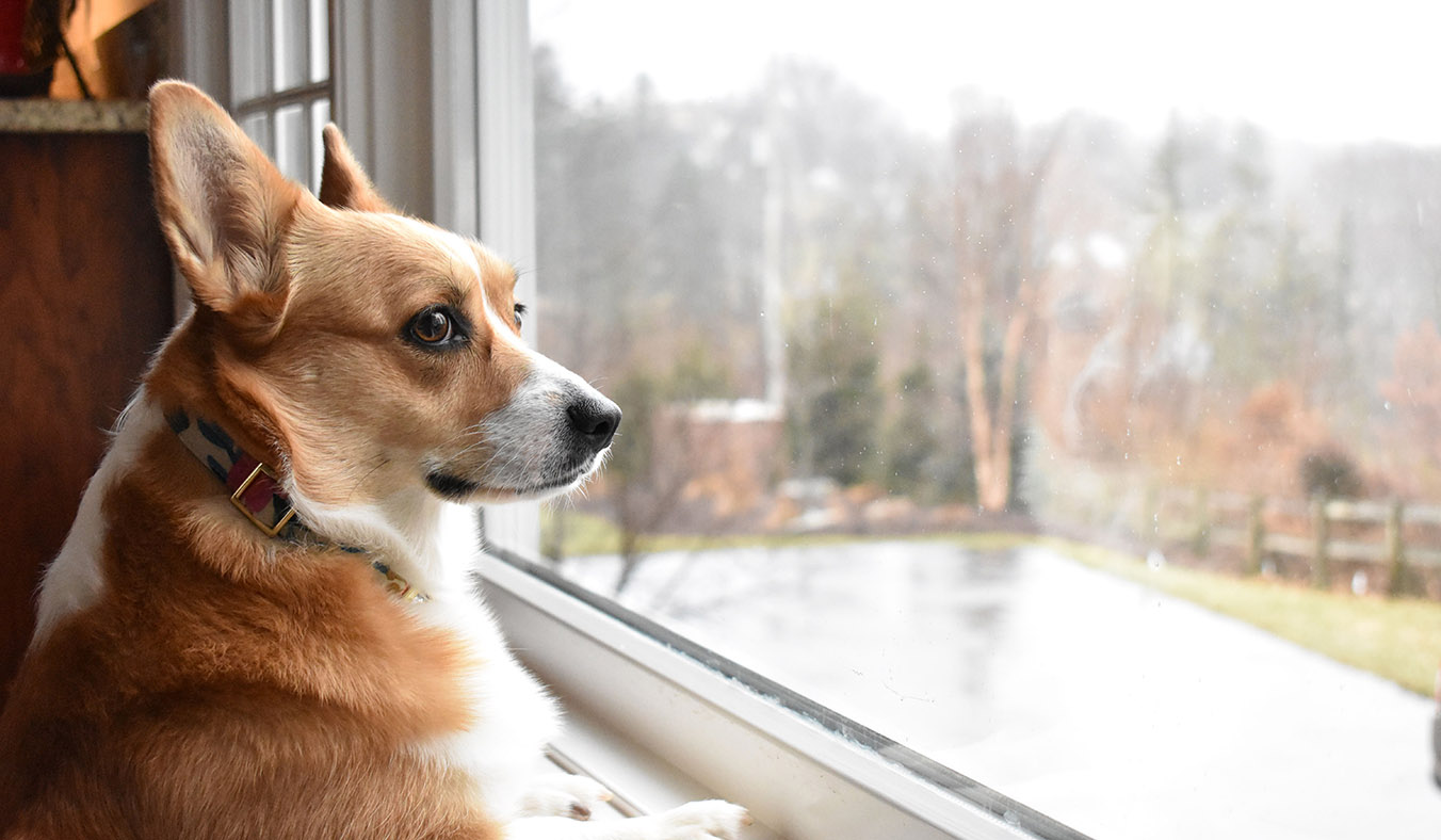 Separation Anxiety in Dogs: Symptoms, Causes, and Treatments