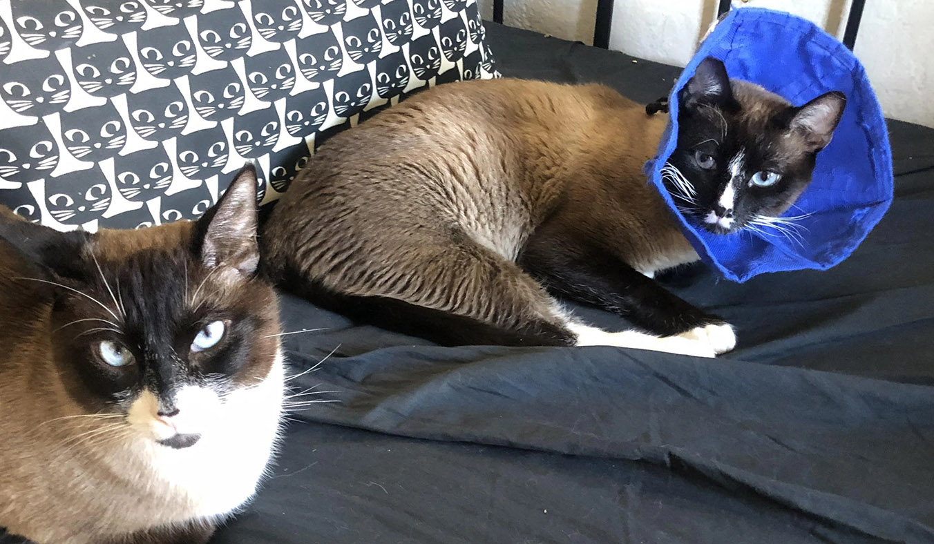 What Cat is Right for Me? Read This Before Buying a Cat