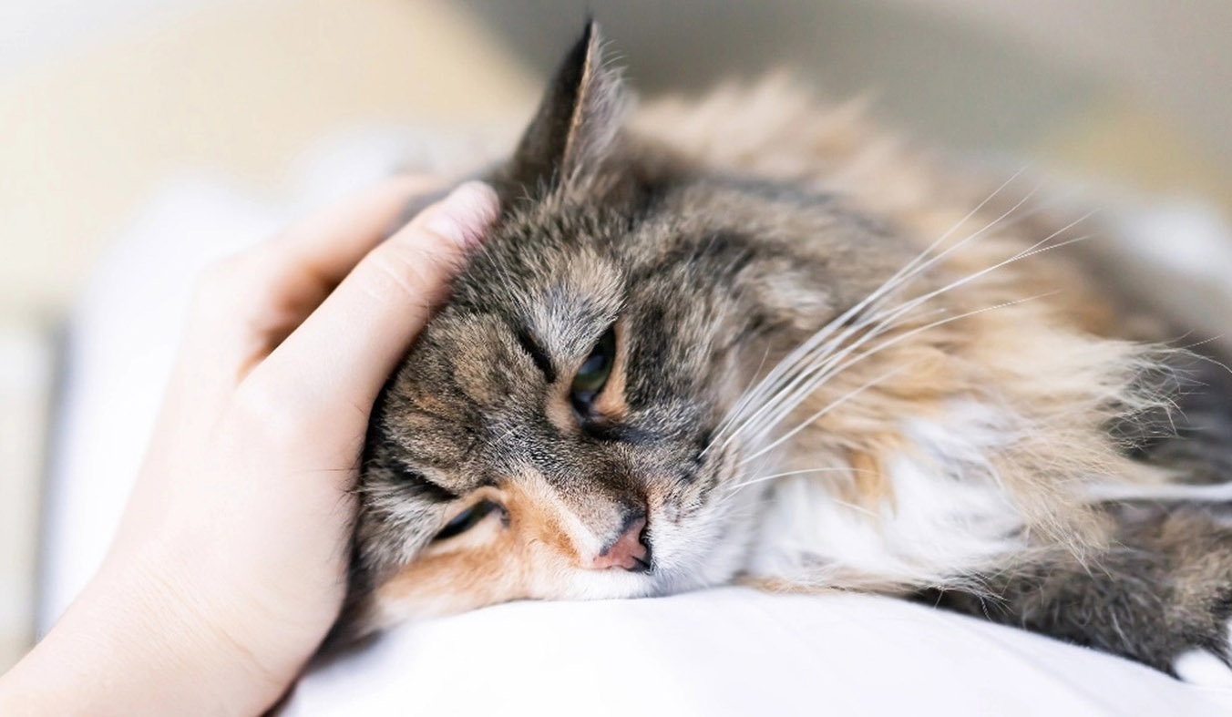 Depression in Cats: Causes, Symptoms, and How to Treat It