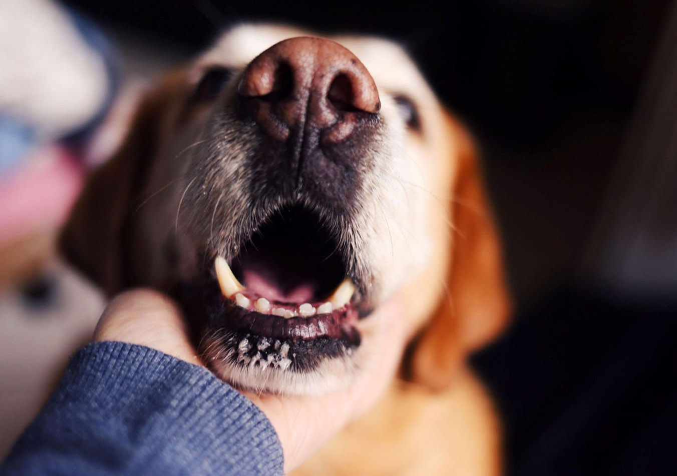 Why Does My Dog Have Bad Breath, and What Should I Do About It?
