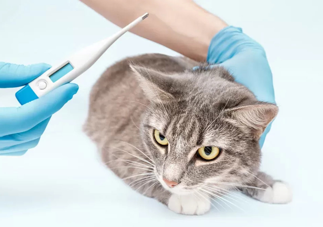 Normal Temperature of a Cat: How to Recognize Fever and Hypothermia in Your Pet