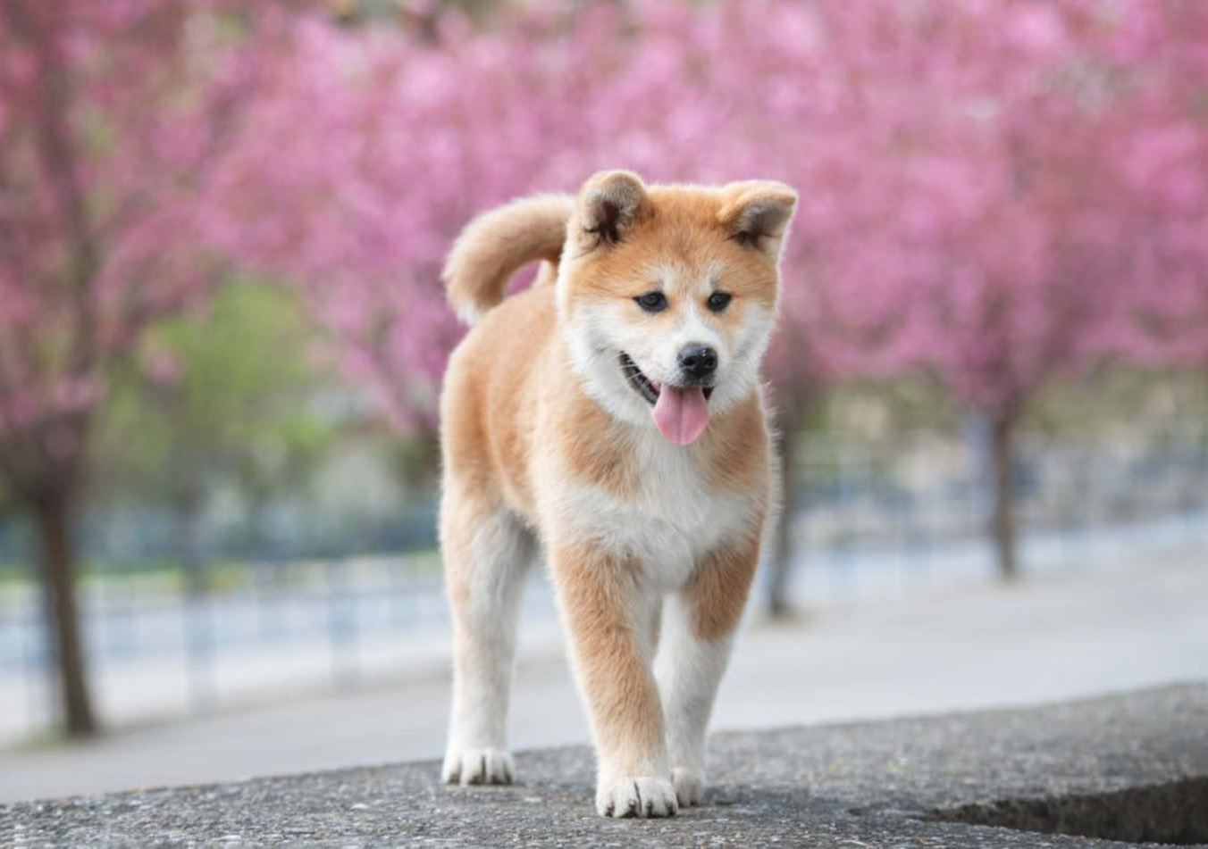 The Ideal Dog for a Single Person: Choosing the Right Companion Based on Your Lifestyle