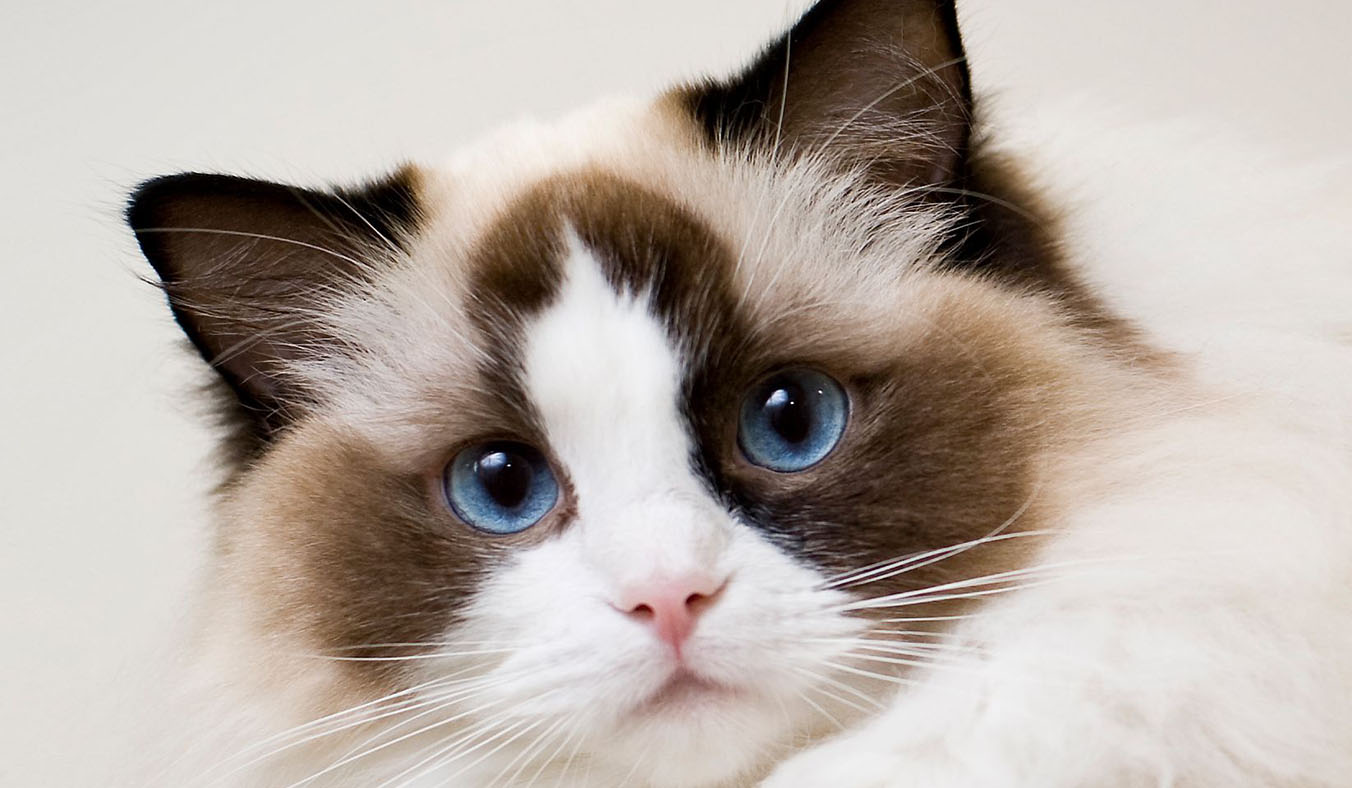 From Breathing Rate to Exercise Levels: Understanding the Cardiovascular Health Signals of Pets
