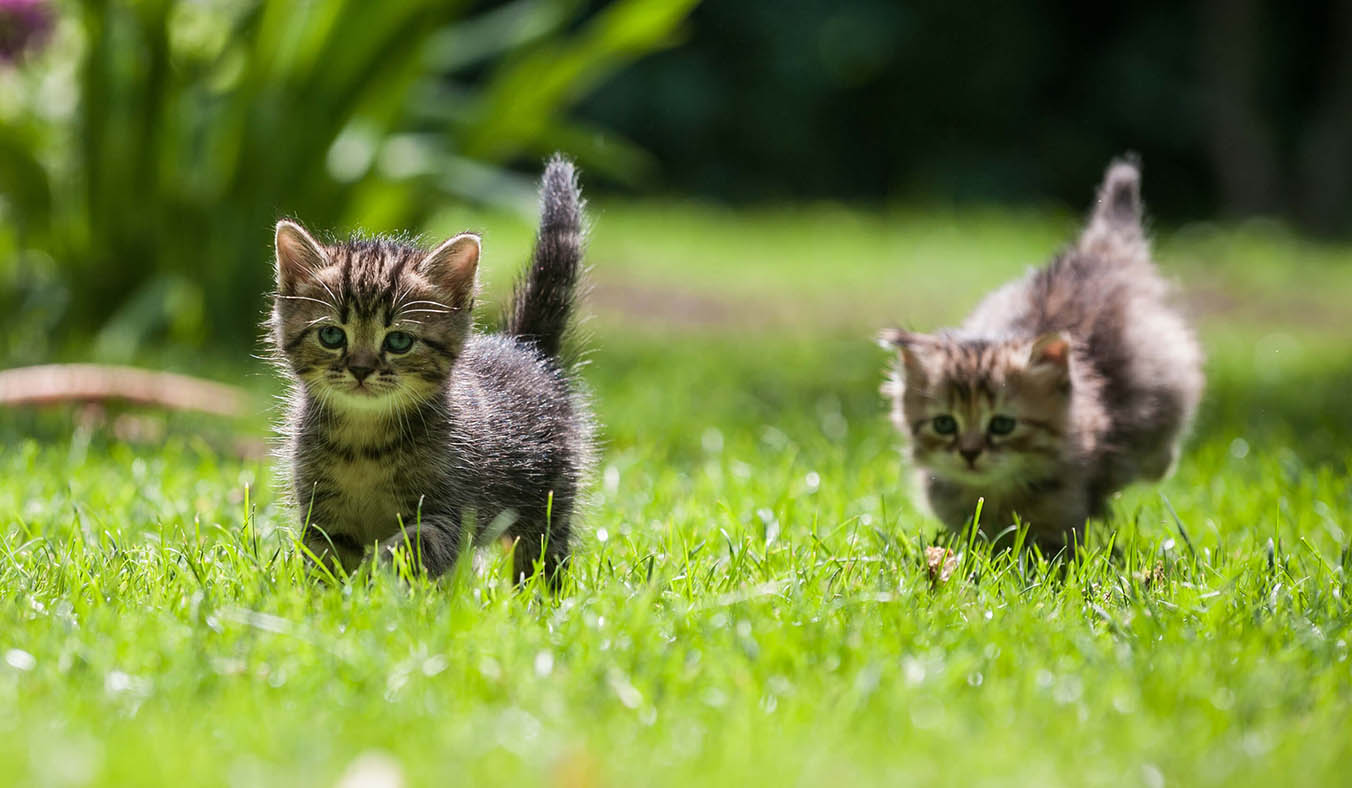 Common Triggers in British Households: Is Pet Anxiety Something We’ve “Raised” Ourselves?
