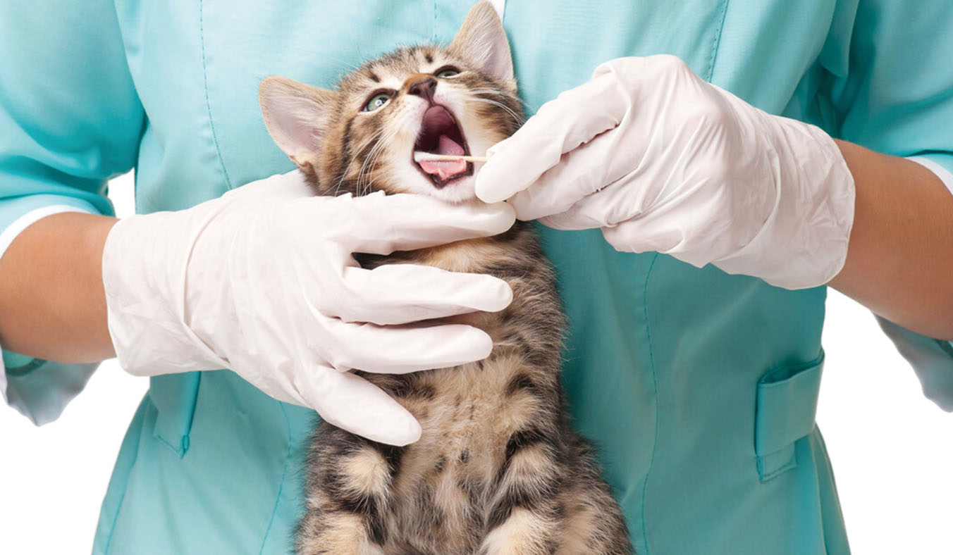 Is Your Pet Suddenly Avoiding Your Touch? A Guide to Identifying Hidden Pain in Pets