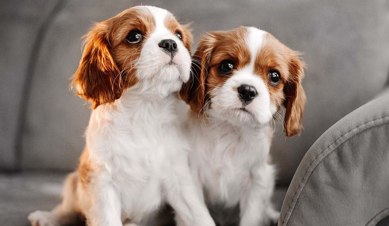 A Heartbeat Beyond Emotion: How Much Do You Know About Your Pet’s Cardiac Health?