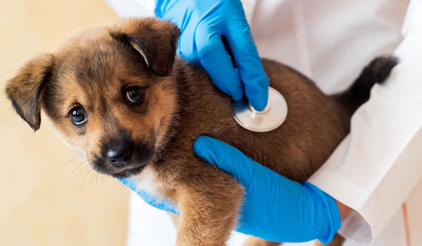 What to Do When Your Dog Has Chronic Diarrhea? A Guide to Digestive Health and Dietary Management