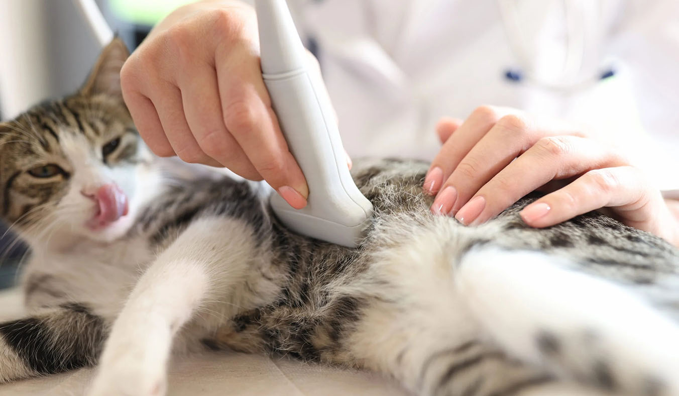 The Pain You Can’t See: 6 Subtle Signs Your Cat or Dog May Be Hurting