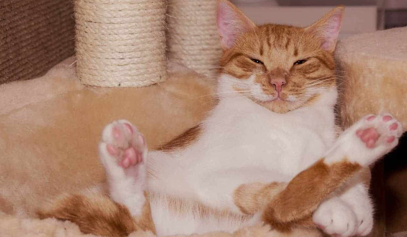 Should You Take Your Pet to the Vet Immediately After a Fall?