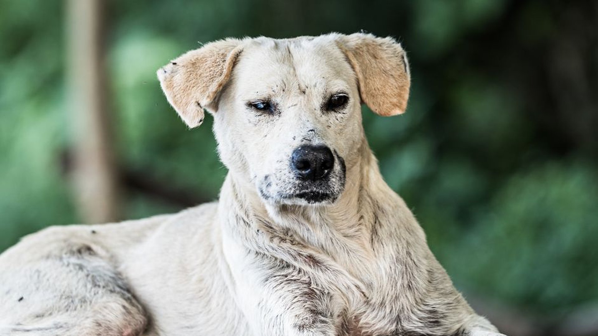 dog with skin rash worm infection aftermath hook