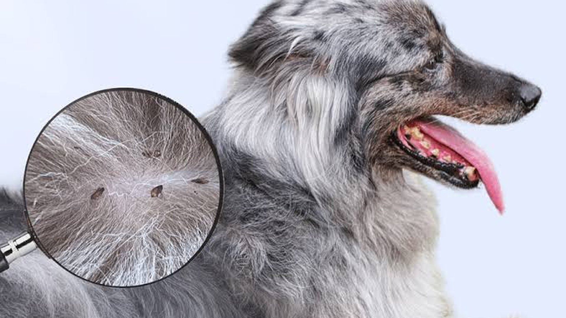 flea on dog fur tick on dog ear mite infestation d