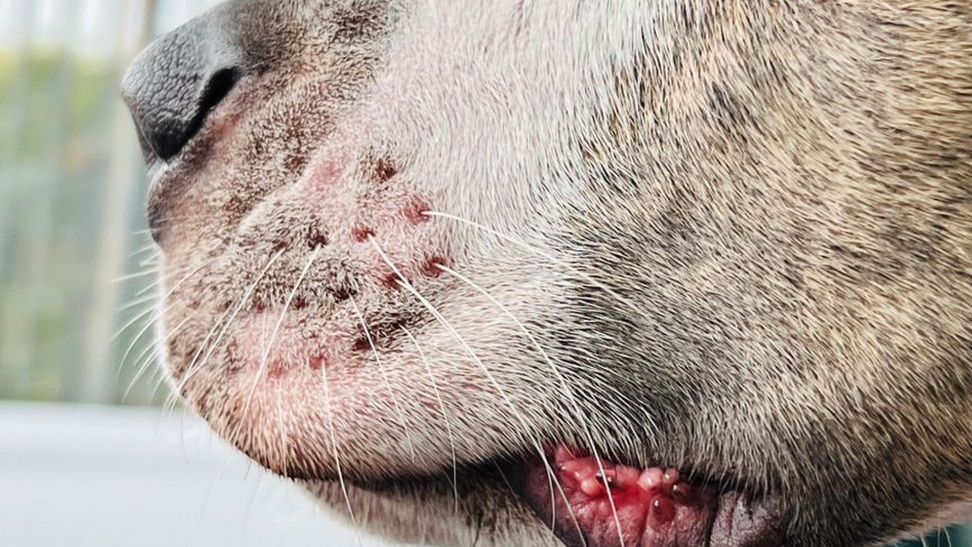 dog scratching skin open wounds bacterial infectio