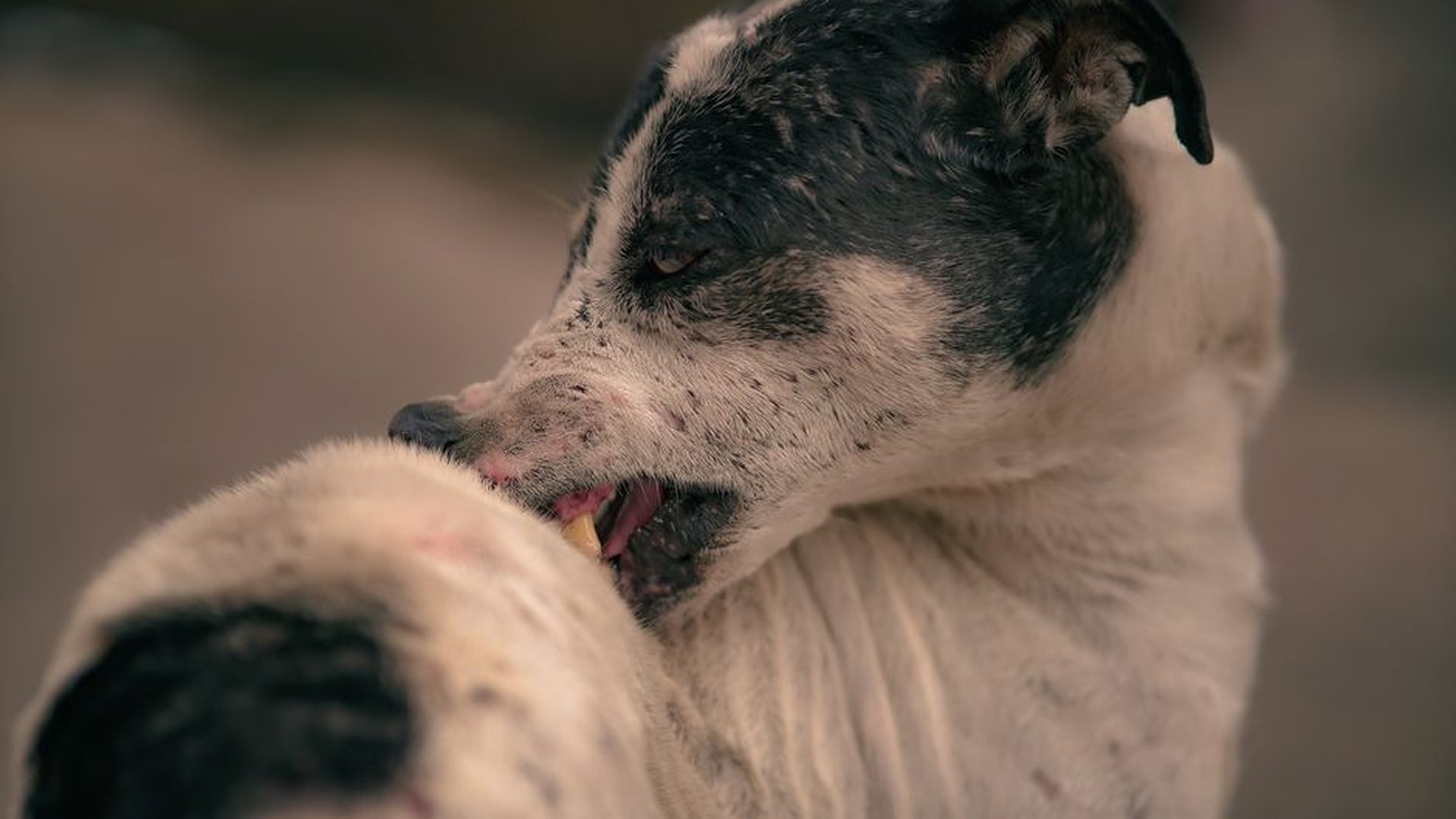 dog vomiting after deworming dog swollen face af