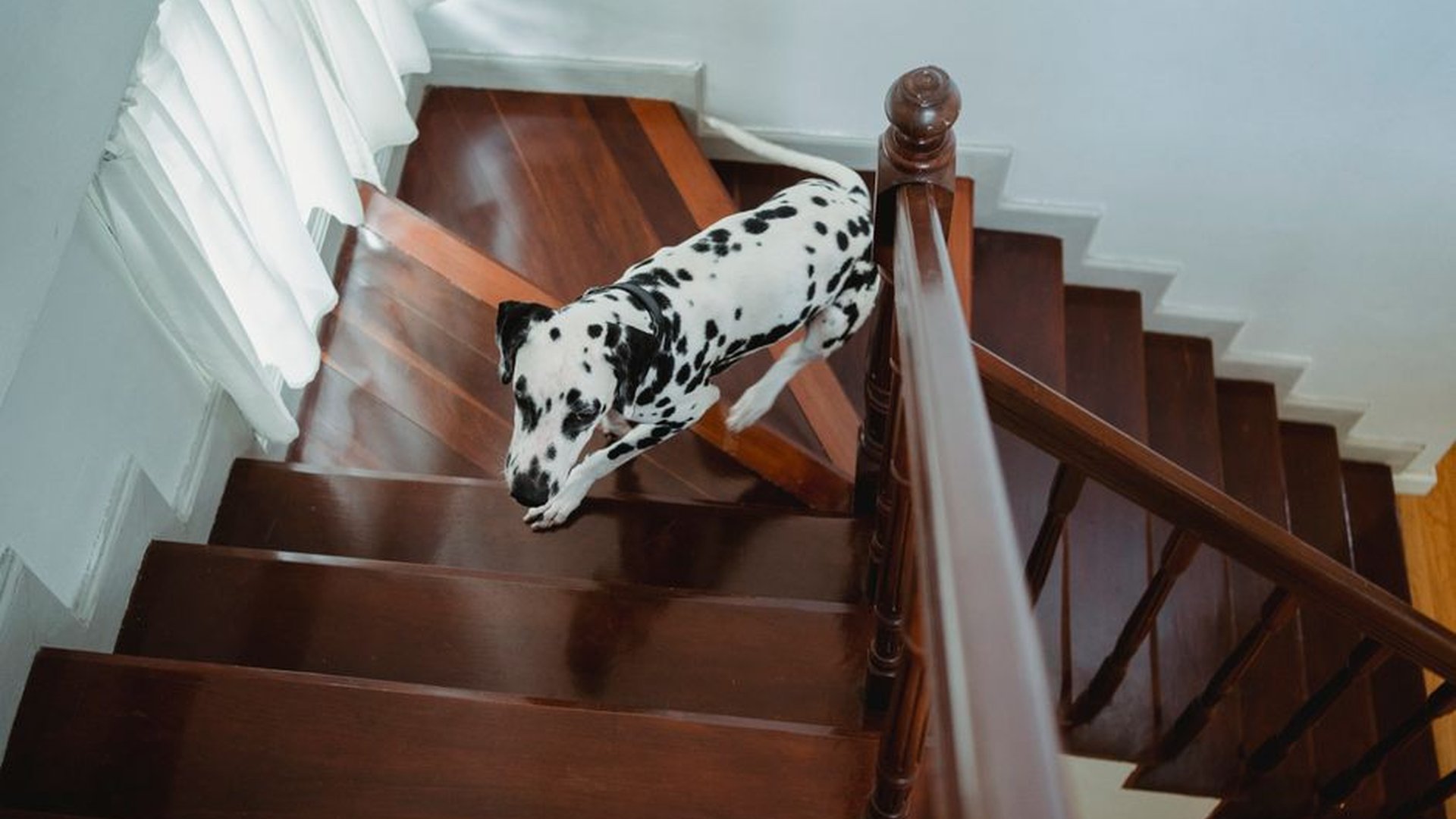 Pet Joint Pain: Arthritis or Normal Aging?