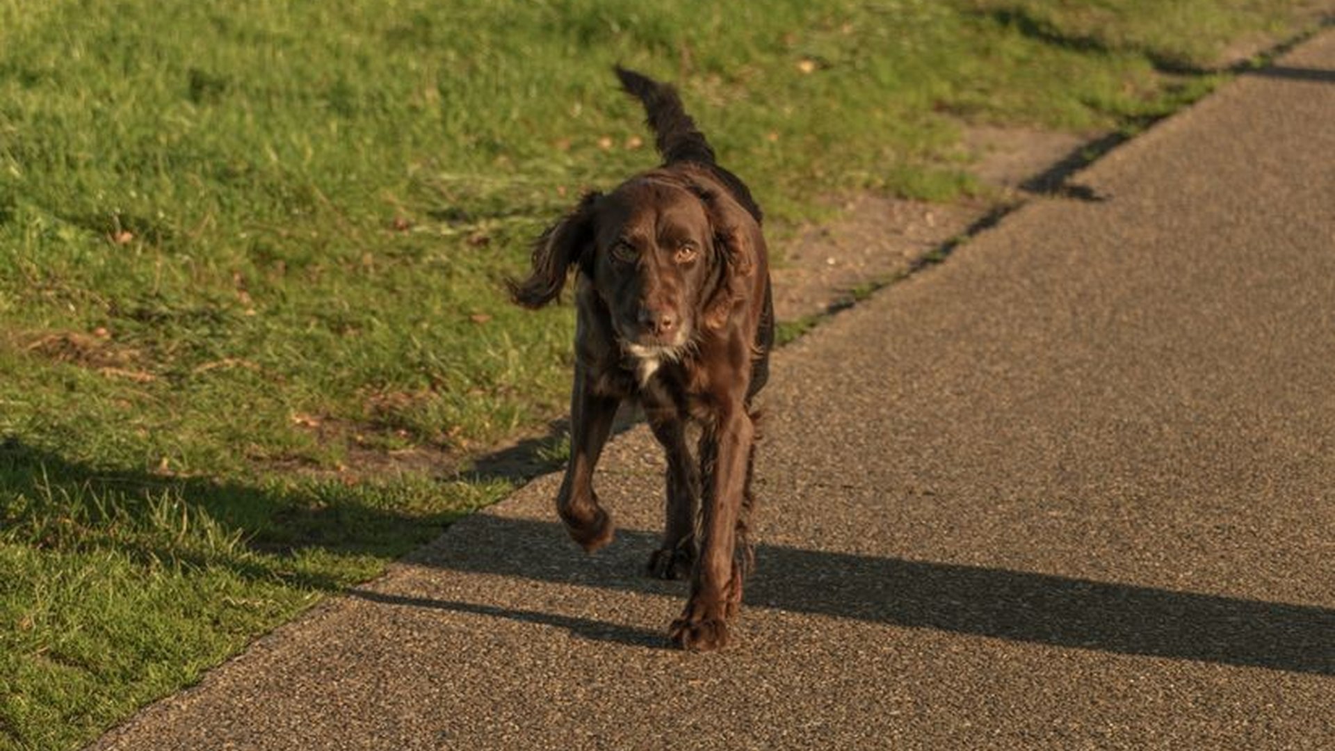 dog limping after walk cat stiff when standing u