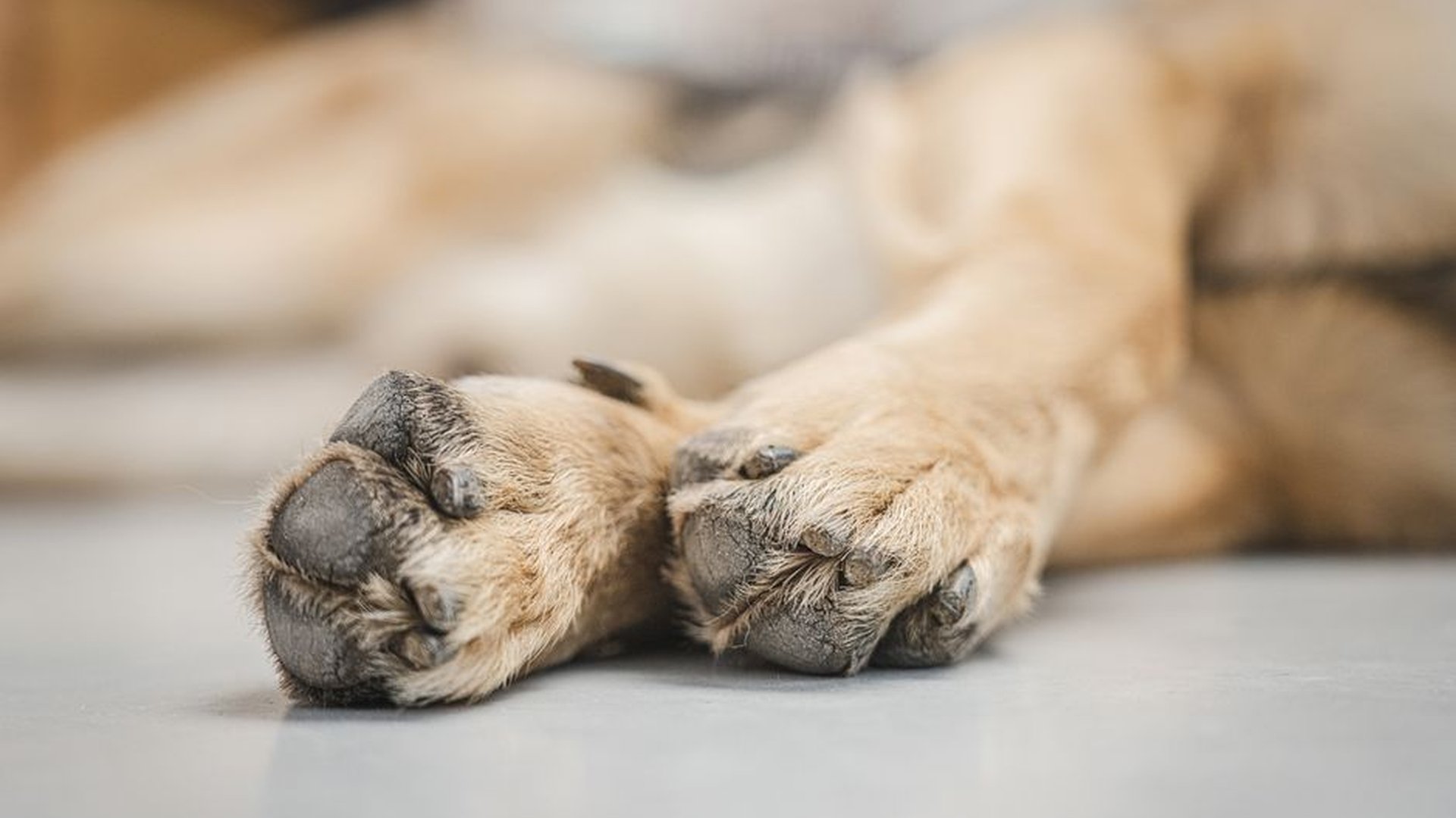 arthritis in older dog joints swollen paw walking