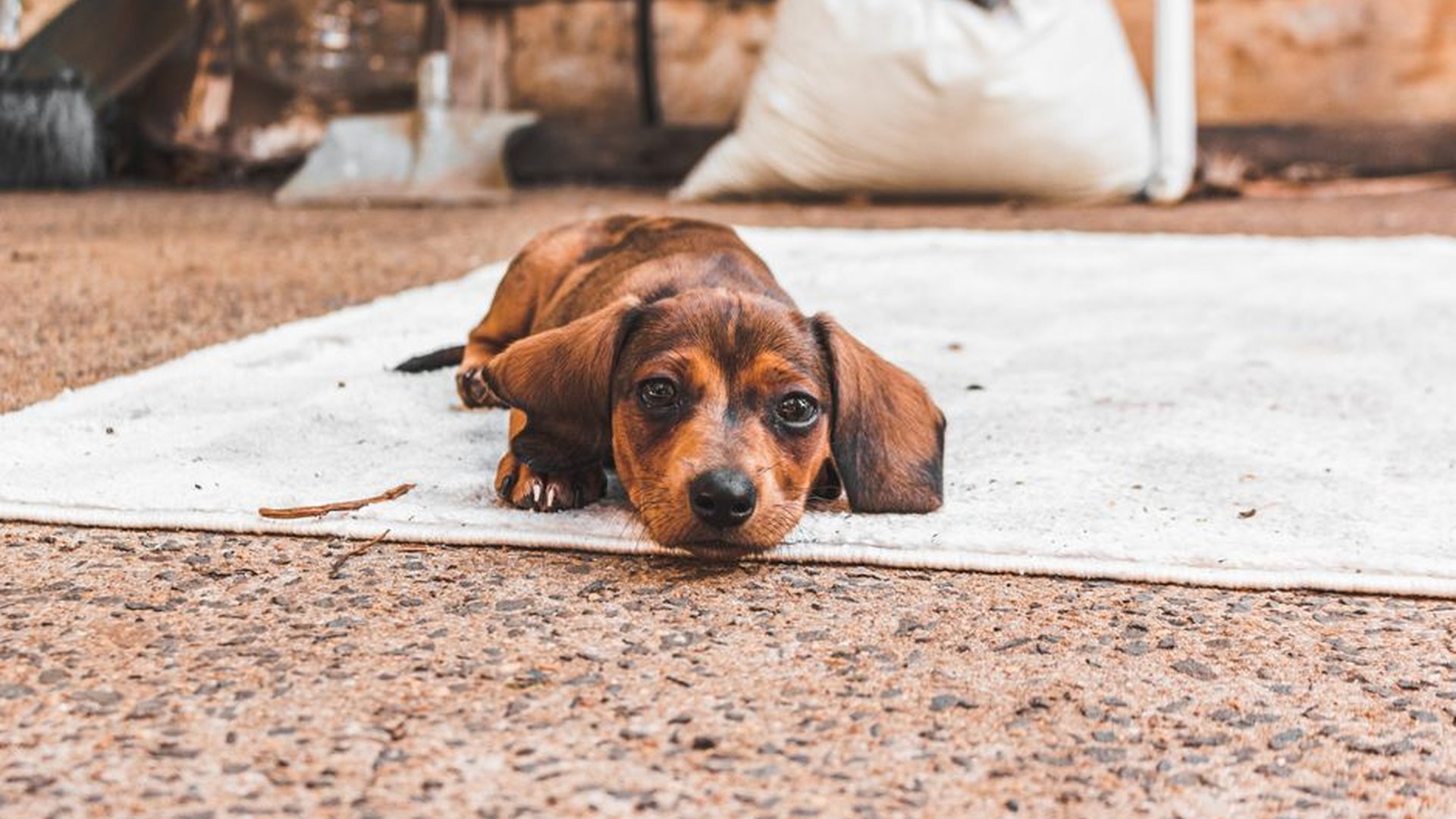 Don’t Overlook These Pain Signs in Dogs