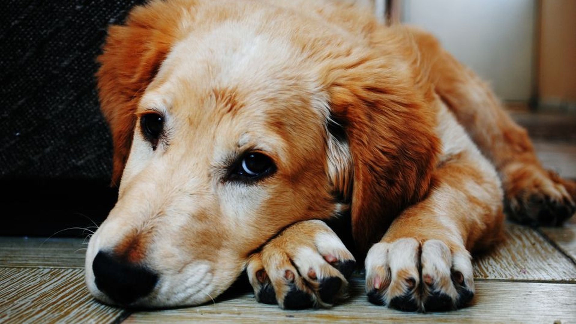 Golden Retriever curled floor corner away family q