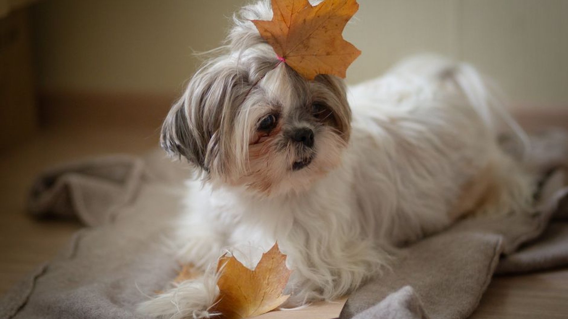 Shih Tzu dog licking paws groomed fur posture adju